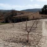 Fruta de La Sarga Fruta de La Sarga 8