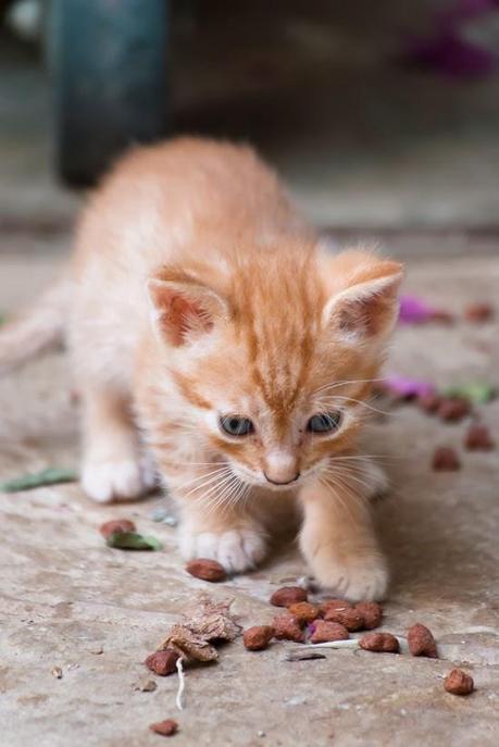 SIMPLEMENTE NATURAL SIMPLEMENTE NATURAL