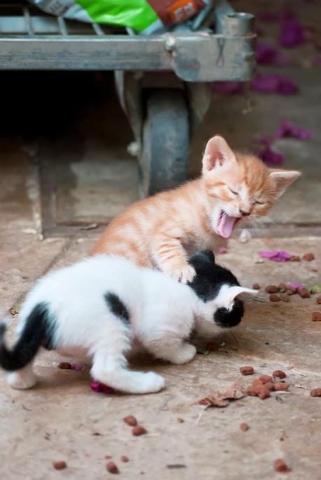 SIMPLEMENTE NATURAL SIMPLEMENTE NATURAL