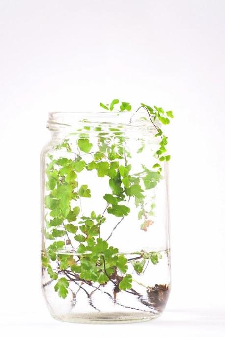 SIMPLEMENTE NATURAL SIMPLEMENTE NATURAL