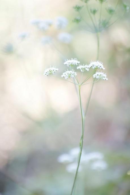 SIMPLEMENTE NATURAL SIMPLEMENTE NATURAL