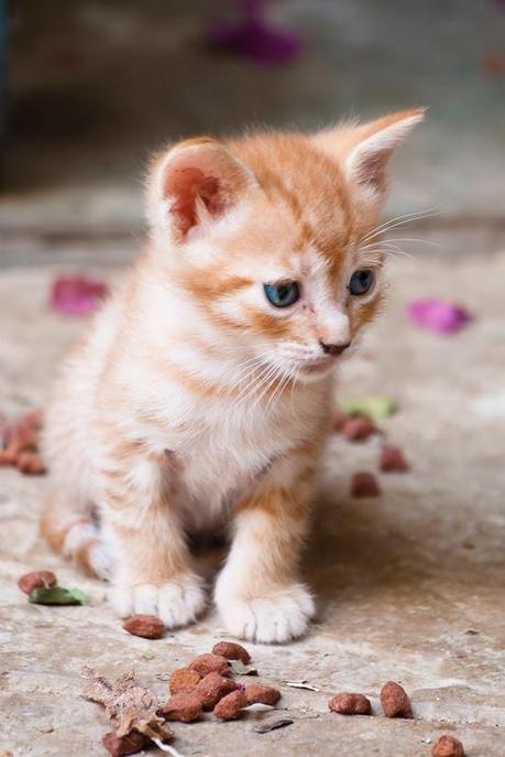 SIMPLEMENTE NATURAL SIMPLEMENTE NATURAL