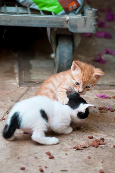 SIMPLEMENTE NATURAL SIMPLEMENTE NATURAL