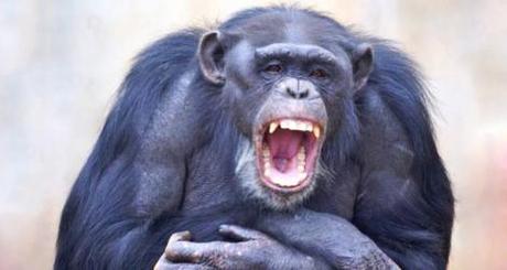 Los chimpancés imitan los bostezos de los demás, una forma de empatía flexible bb_yawn