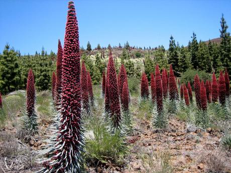 Parque Nacional del Teide Tajinaste_rojo