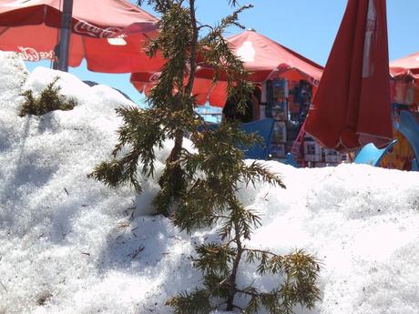 Parque Nacional del Teide DSCF0643