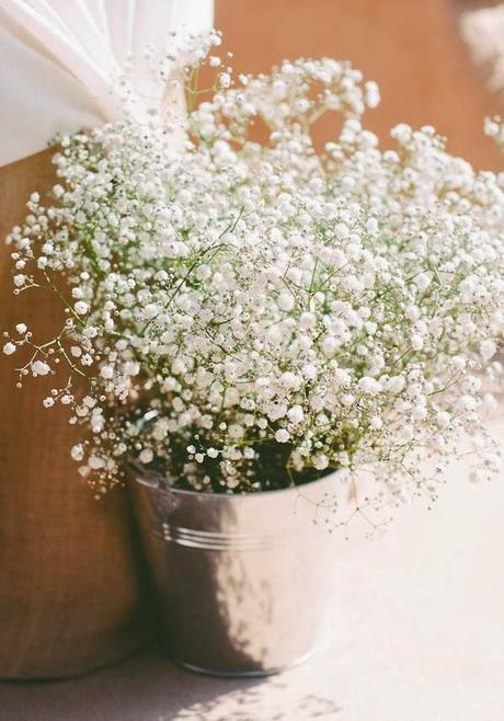 Decora con Paniculata Decora con Paniculata