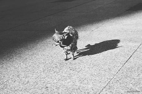Black and White blackandwhite_photography_chihuahua