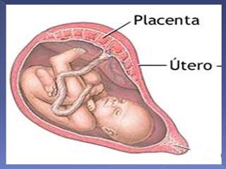 Problemas de la placenta: DPPNI placenta_sistema_endocrino