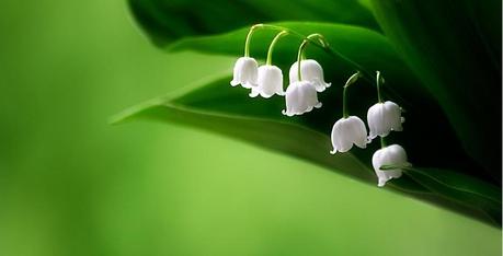 lily & WHITE lily & WHITE