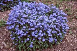 RECUERDO A MI MADRE. ANA MARÍA MANCEDA RECUERDO A MI MADRE. ANA MARÍA MANCEDA