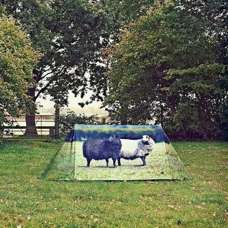 ¿NOS VAMOS DE ACAMPADA? ¿NOS VAMOS DE ACAMPADA?