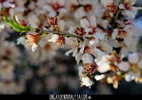 La Quinta de los Molinos, Japón en el centro de Madrid Quinta de los Molinos