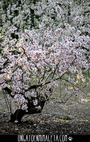 La Quinta de los Molinos, Japón en el centro de Madrid Quinta de los Molinos