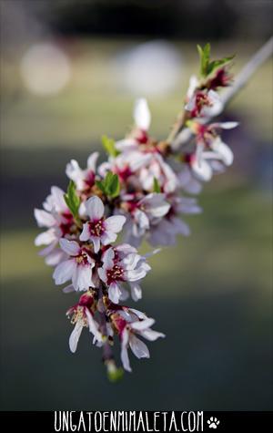 La Quinta de los Molinos, Japón en el centro de Madrid Quinta de los Molinos