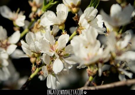 La Quinta de los Molinos, Japón en el centro de Madrid Quinta de los Molinos