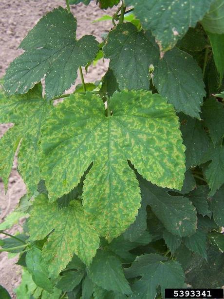 El Lado Verde de los Virus El Lado Verde de los Virus