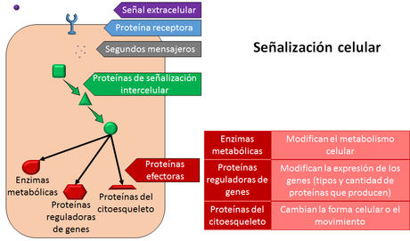 Características generales de los seres vivos: el nivel celular