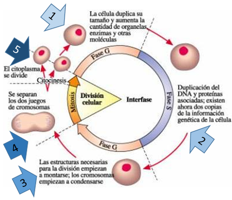 Características generales de los seres vivos: el nivel celular