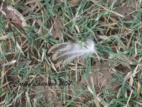 Señales de los patos salvajes. Señales de los patos salvajes.