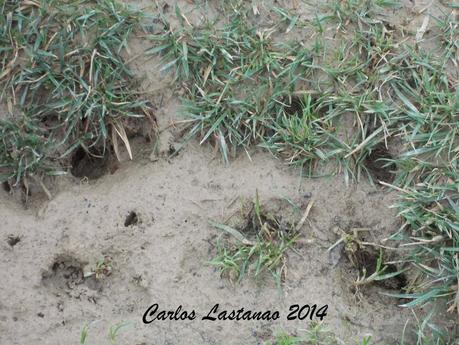 Señales de los patos salvajes. Señales de los patos salvajes.