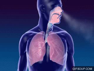 Remedios para limpiar tus pulmones