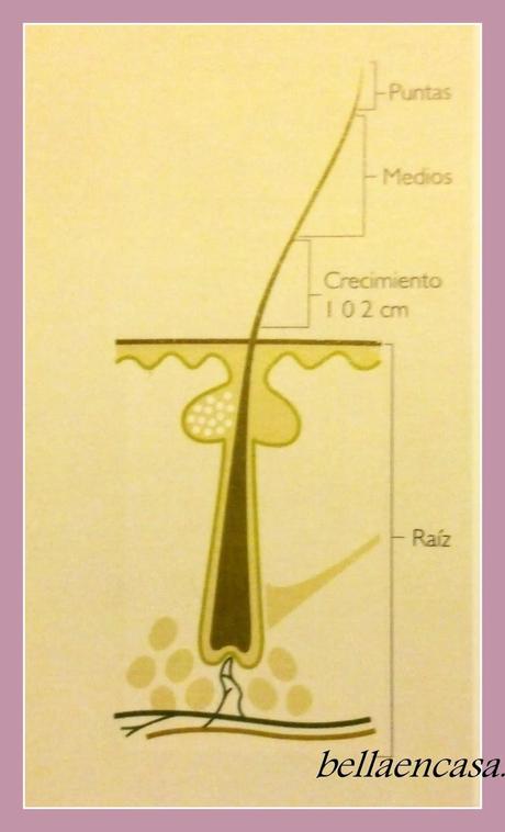 Si llama el aceite de ricino el crecimiento de los cabello sobre la persona