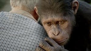 Soñar con monos, simios y mandriles. ¿Es tu Ego o un buen consejo? Intenta recordar la advertencia que el mono te dijo durante el sueño.