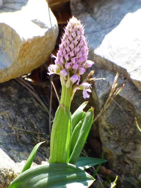 Día de orquídeas y otros bichos... - Orchids day and other small animals