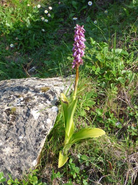 Día de orquídeas y otros bichos... - Orchids day and other small animals