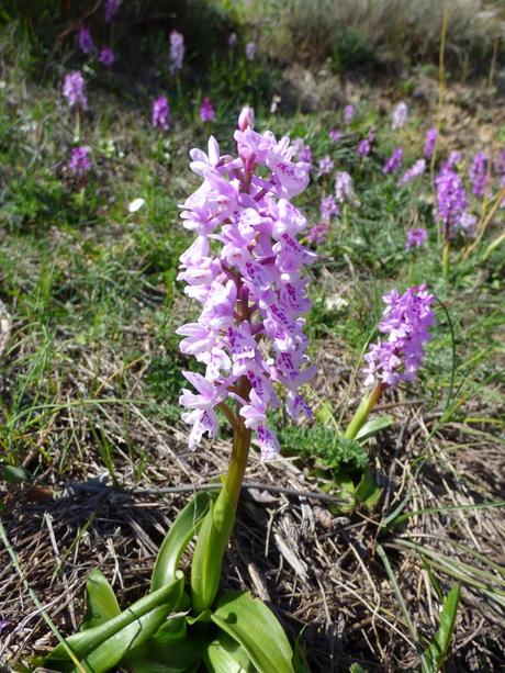 Día de orquídeas y otros bichos... - Orchids day and other small animals