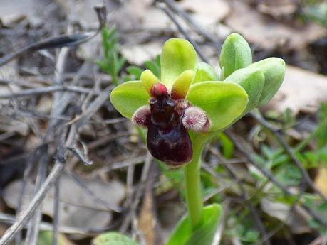 Día de orquídeas y otros bichos... - Orchids day and other small animals