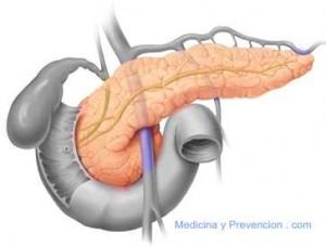 7 hormonas que fomentan la quema de grasas pancreas