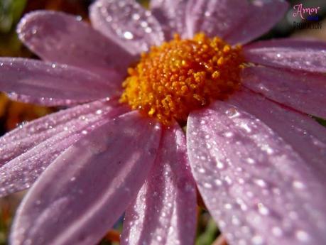 MACRO DEL DÍA:  MARGARITAS VIOLETAS