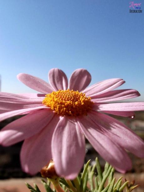 MACRO DEL DÍA:  MARGARITAS VIOLETAS