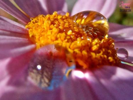 MACRO DEL DÍA:  MARGARITAS VIOLETAS