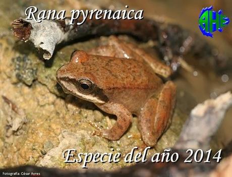 Rana pyrenaica. Especie del año 2014