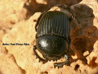 Scarabaeus laticollis Linnaeus, 1767