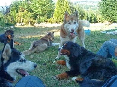 Sobrevivir a tu perro adolescente Sobrevivir a tu perro adolescente