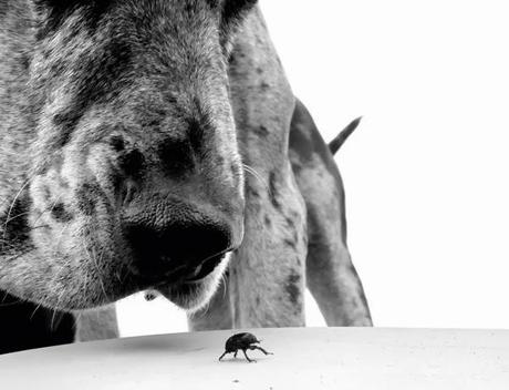 Ejercicios de olfato para tu perro Ejercicios de olfato para tu perro