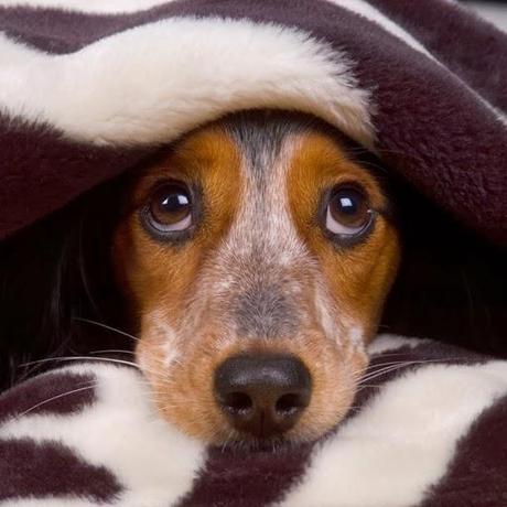 15 consejos para ayudar a tu perro con el miedo a los petardos 15 consejos para ayudar a tu perro con el miedo a los petardos