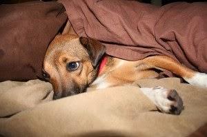 15 consejos para ayudar a tu perro con el miedo a los petardos 15 consejos para ayudar a tu perro con el miedo a los petardos