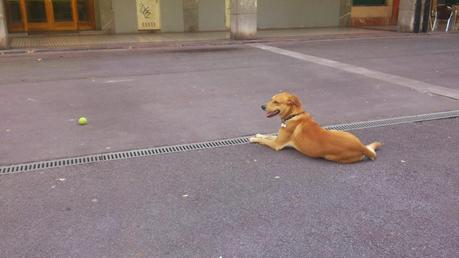 Cómo enseñar al perro a desconectar del juego Cómo enseñar al perro a desconectar del juego