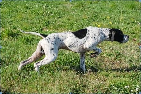 La secuencia de caza en el perro y su modelación La secuencia de caza en el perro y su modelación