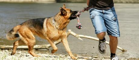 La secuencia de caza en el perro y su modelación La secuencia de caza en el perro y su modelación