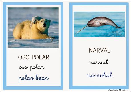 Artic vocabulary Artic vocabulary