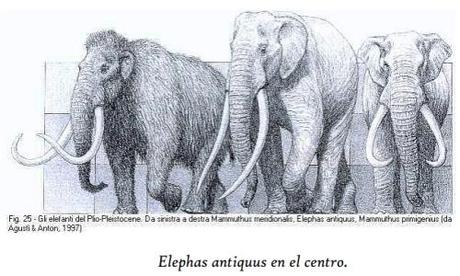 Elephas antiquus en el centro.
