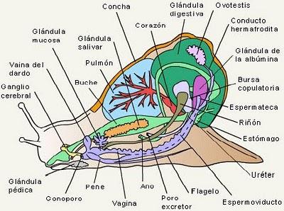 Caracoles: la verdad detrás del caparazón