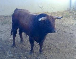 LOS FUENTE YMBRO, GRAN ATRACTIVO DEL FESTEJO DE LUCENA