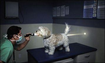 perro He dejado de leer a Marc Vidal